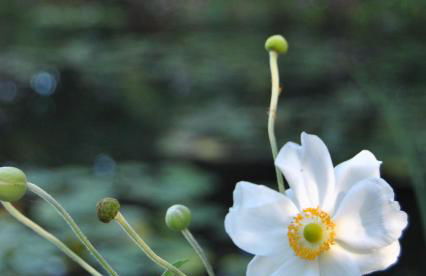 Cottage Les Quatre Saisons - Foto 17