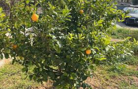 Villa Maxima Lavrio - Foto 10