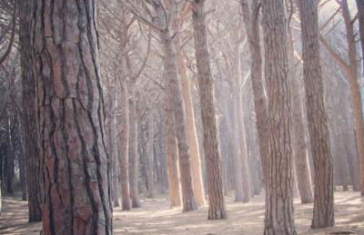 Bilocale primo piano Marina di Cecina - Foto 19