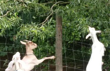 Agroturystyka,, Ranczo Kruszynki" - Foto 24