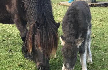 The Little Cabin - Foto 30