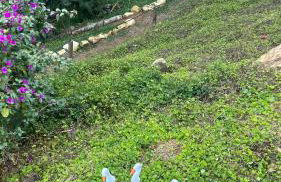 Chácara Recanto da Paz - Photo 66