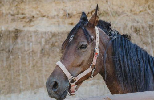 Leano Agriresort - Foto 73