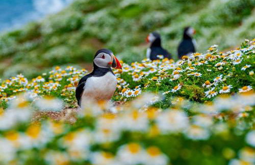 3 Bed in Marloes 52794 - Foto 65