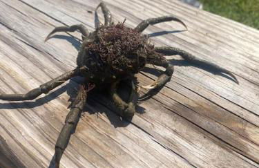 Relax,Fish,Grill,Chill! Pup,Kid Friendly Riverfront Paradise! Amenities,Gameroom - Foto 40