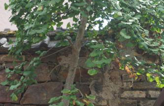 Die ganz besondere Ferienwohnung - Foto 27