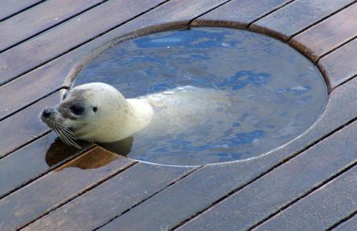 Landhaus op de Warft - Foto 55