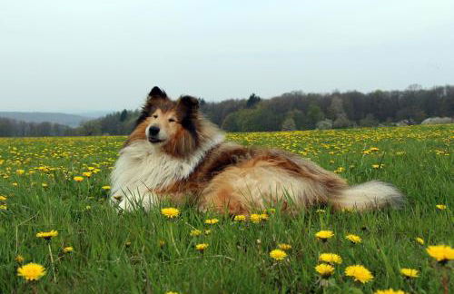 Ferienhaus Vogelsbergblick, Fernblick, Sauna, Kamin, 1700m eingezäunt in Alleinlage - Foto 80