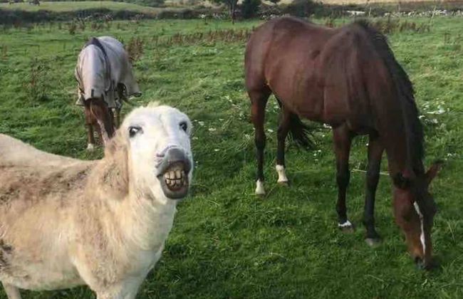 Farm Stay Property Pets and Families Welcome - Foto 29