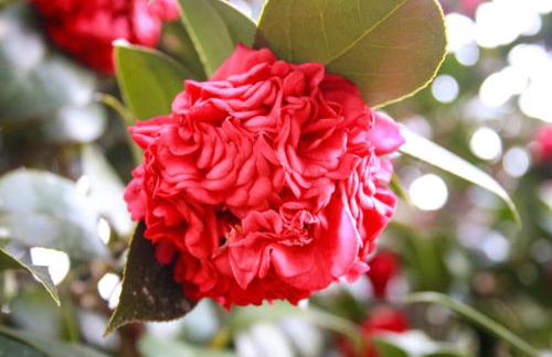 Chateau Mariposa - Foto 56