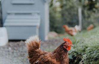 Briarfield Farm Stays - Uisce Cabin - Foto 22