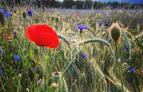 Ferienwohnungen Landliebe "Auszeit mit Wohlgefühl" - Foto 40