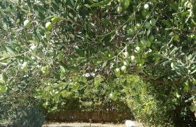 Kuća za odmor Lavanda - Photo 17