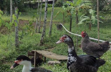 Cantinho da nona Nova Trento SC - Foto 17