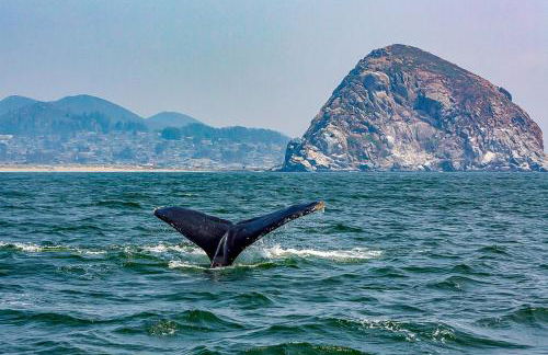 Verdon Oasis - Foto 6