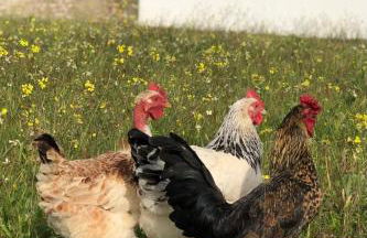 Monte da Rochela - Foto 13