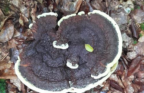 Eifel Panorama - Foto 16