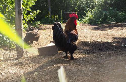 Wunderschöne 3-Zimmerwohnung auf dem Bauernhof - Foto 14