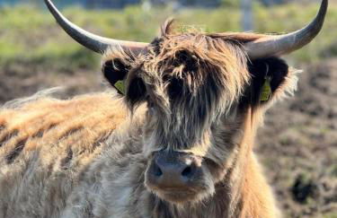 Bonnie Brae Croft Bothies - Foto 43