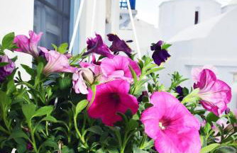 Thomas Traditional House in Chora - Photo 39