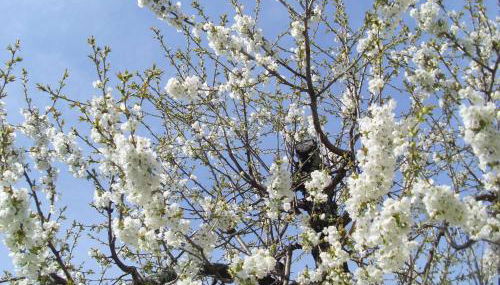 L'Olivier Chez Mamé Marthe - Foto 3