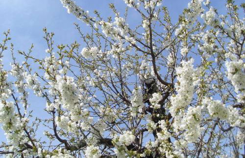 L'Olivier Chez Mamé Marthe - Foto 3