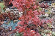 Szumią Dęby - Marcyporęba - Photo 37