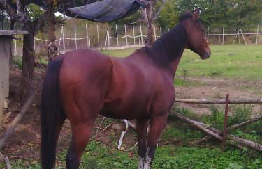 Artisti del Cavallo Tourism - Photo 16