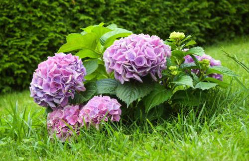 VoSsis Fewo Ferienwohnung - Foto 25