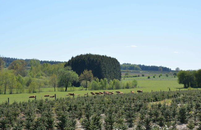 Forest Cottage, Jehonville - Foto 31