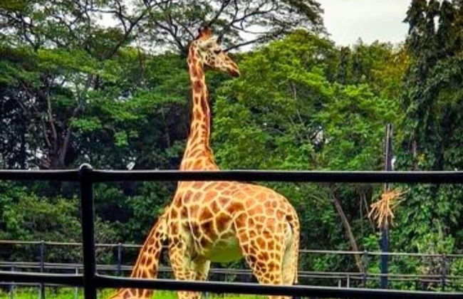 Royal Tusker Luxury Service Apartments - Foto 49