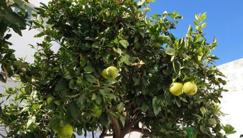 Apartament in arico - Foto 5