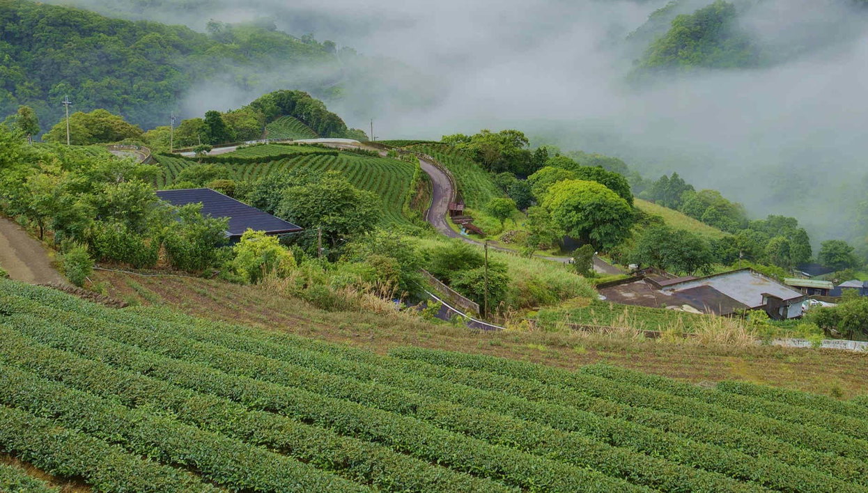 Pinglin & Elephant Mountain Tour - Foto 1