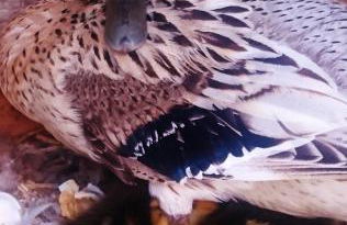 Ferienwohnung Herpich - Foto 23