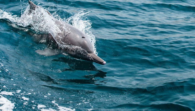 Dolphin Watching Cruise in Muscat - Foto 4