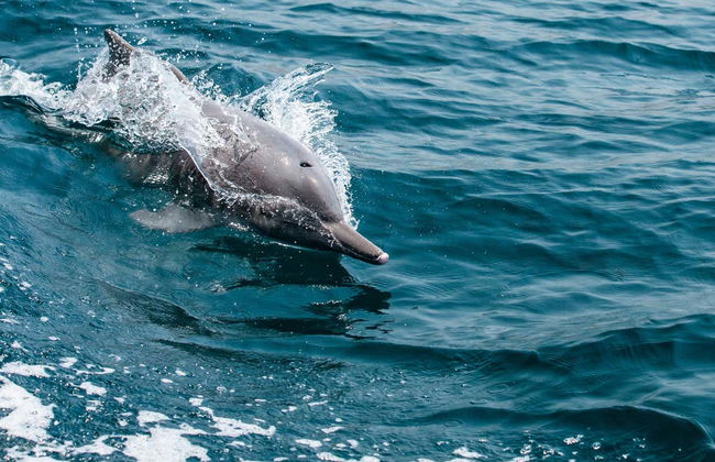 Dolphin Watching Cruise in Muscat - Foto 4