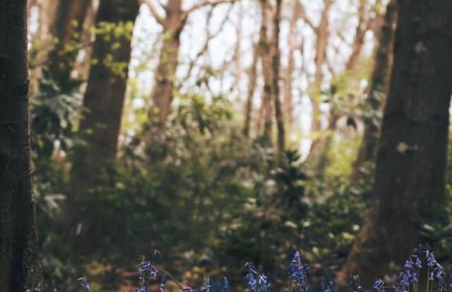 Dog Friendly Shepherd's Hut, Perfect for Couples - Photo 23