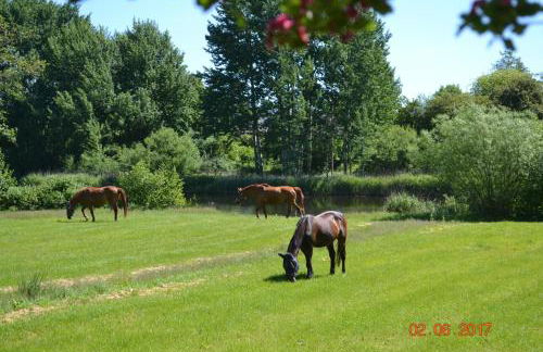 Ferienhof Gosch - Foto 10