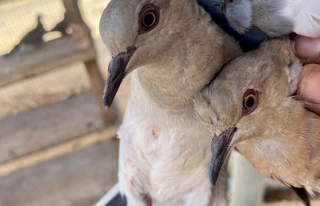 Roove Marina Resort New Alamein - Foto 22