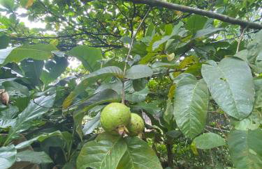 Chácara Gomes - Caiubura - Bertioga - Foto 67