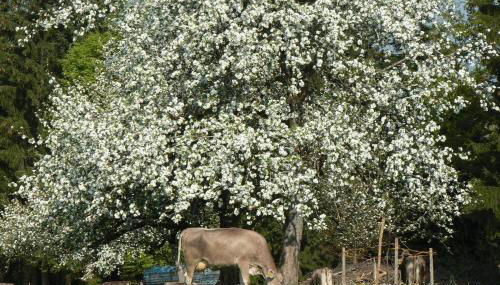 Ferienhof-Fink-Ferienwohnung-Kleeblatt - Foto 5