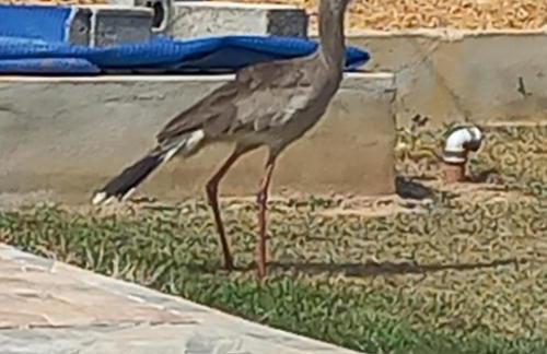 Chácara Cantinho dos Sonhos - Photo 33