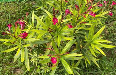 Appartement calme entre Côte Basque et Landes - Foto 21