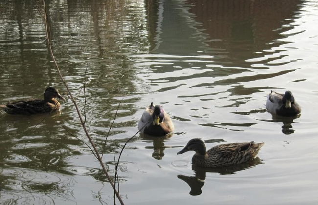 Billund Farm Holiday - Photo 34