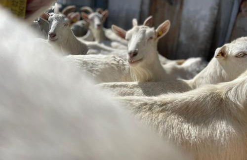 App Unterhoezlhof - Foto 33