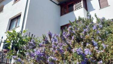 Rosa d' Inverno - Foto 2