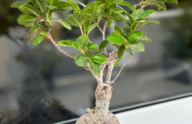 Mylos Ηome - Foto 28