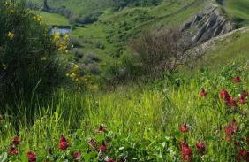 La Mimosa - Photo 41