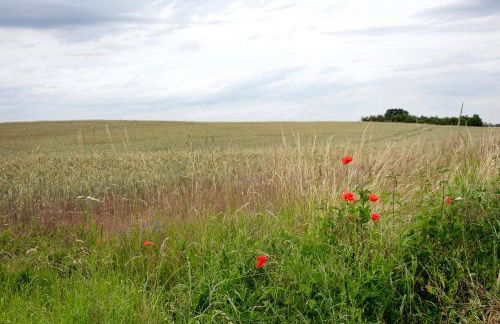 Haus Meistereck Melzow - Photo 25