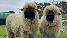 Glampods Glamping Pod - meet Highland Cows and Sheep Elgin - Foto 2